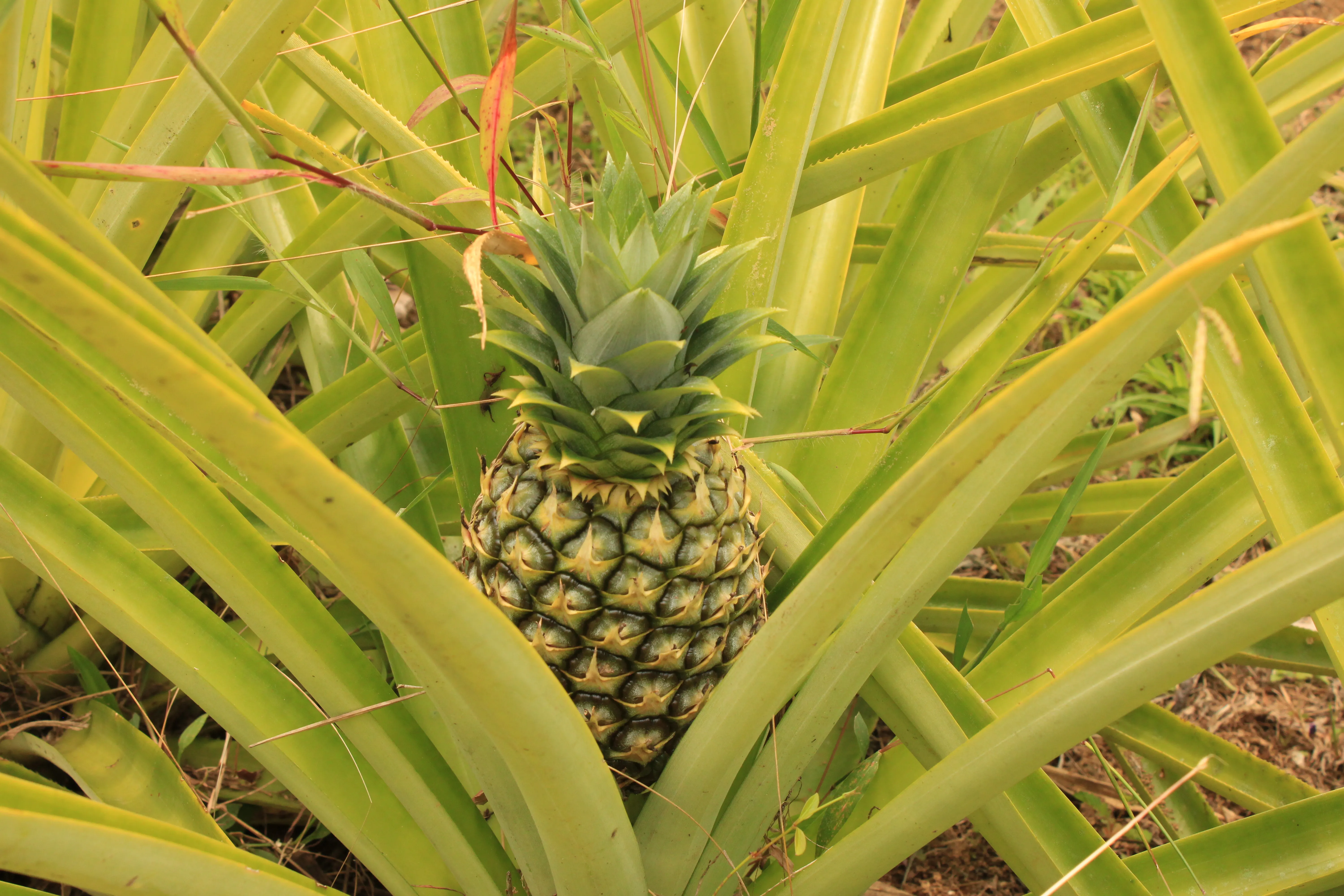 pineapples growing in the farm.