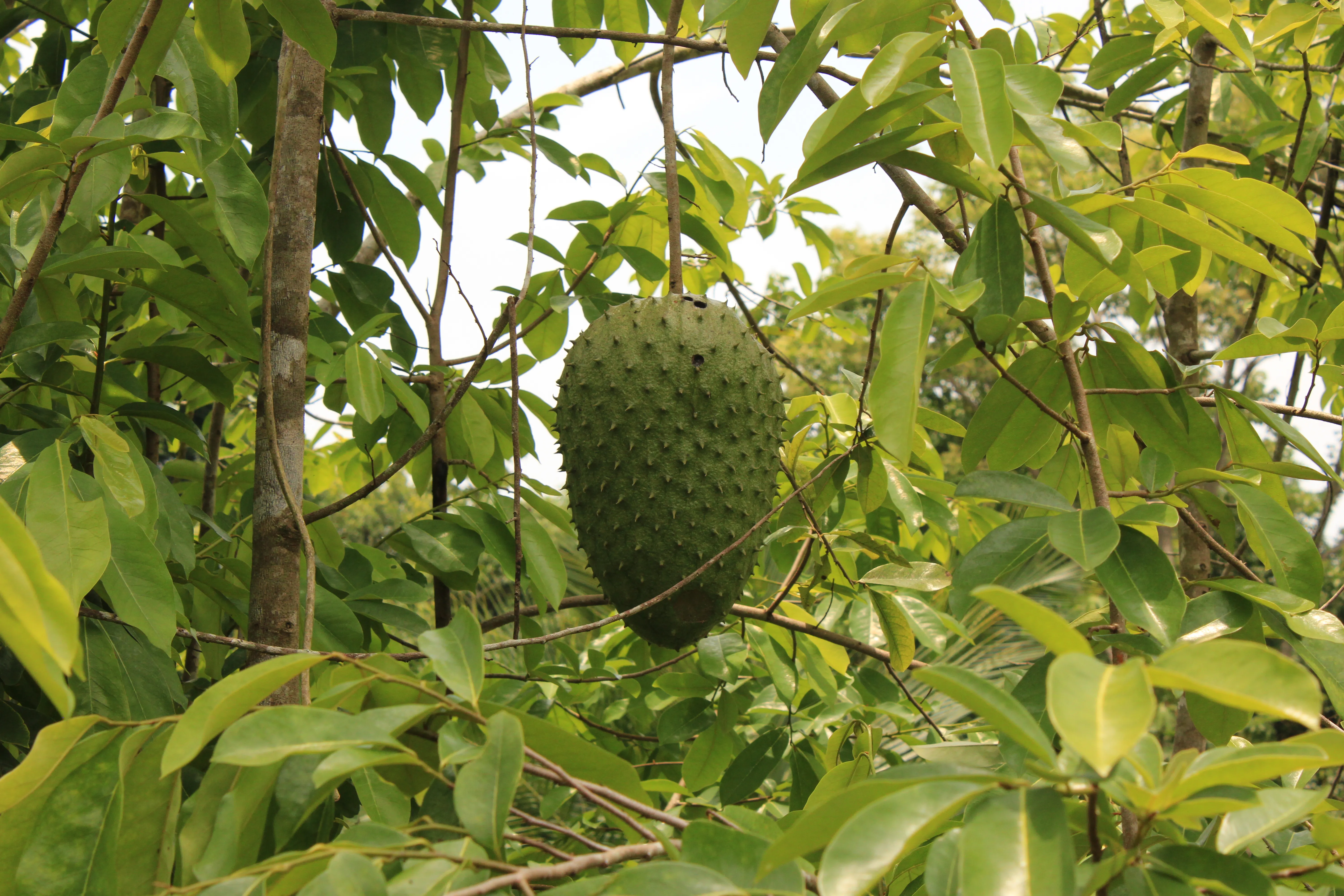 The soursop is an exotic fruits from Costa Rica.