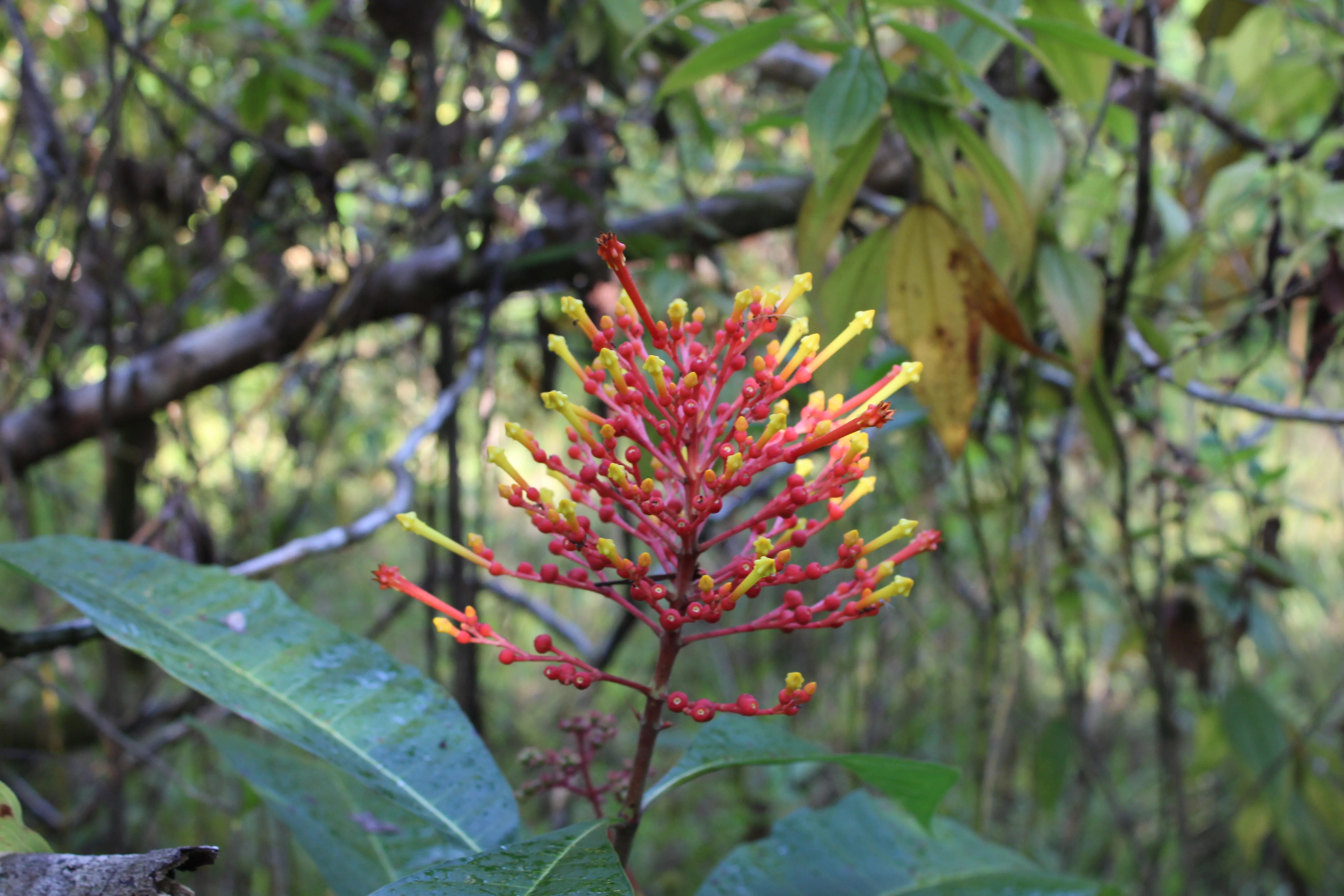 Combo Tour - Natural Medicine and Farming