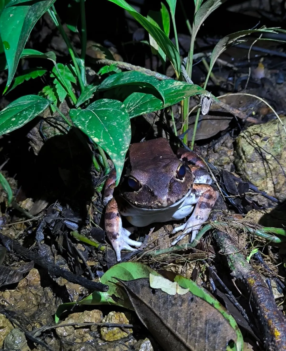 Leptodactylus savageii - Savage's Bull Frog