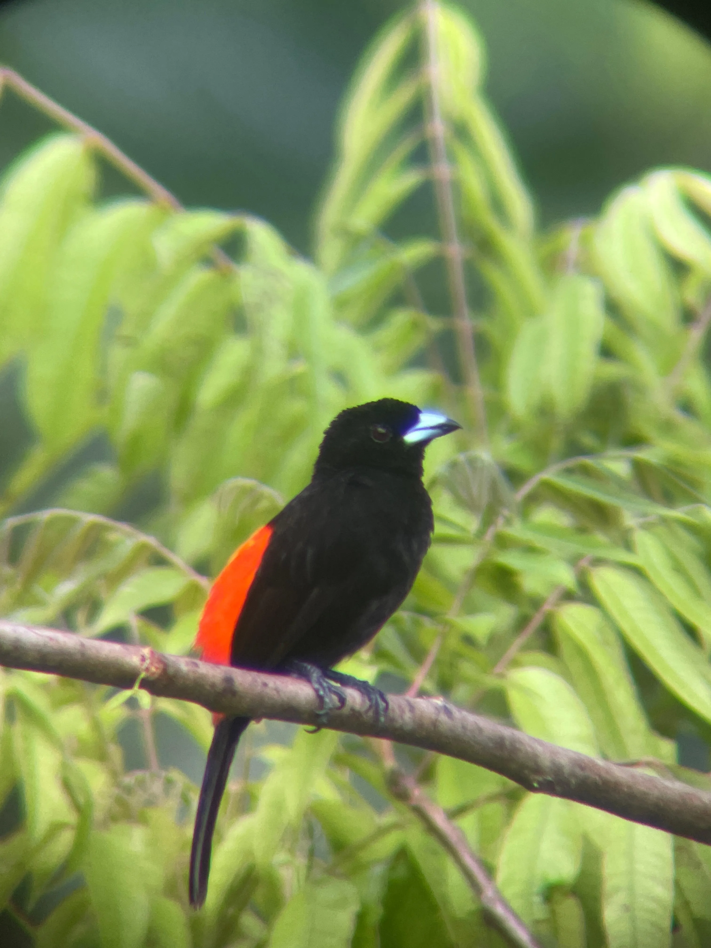 Cherri's Tanager eating a banana