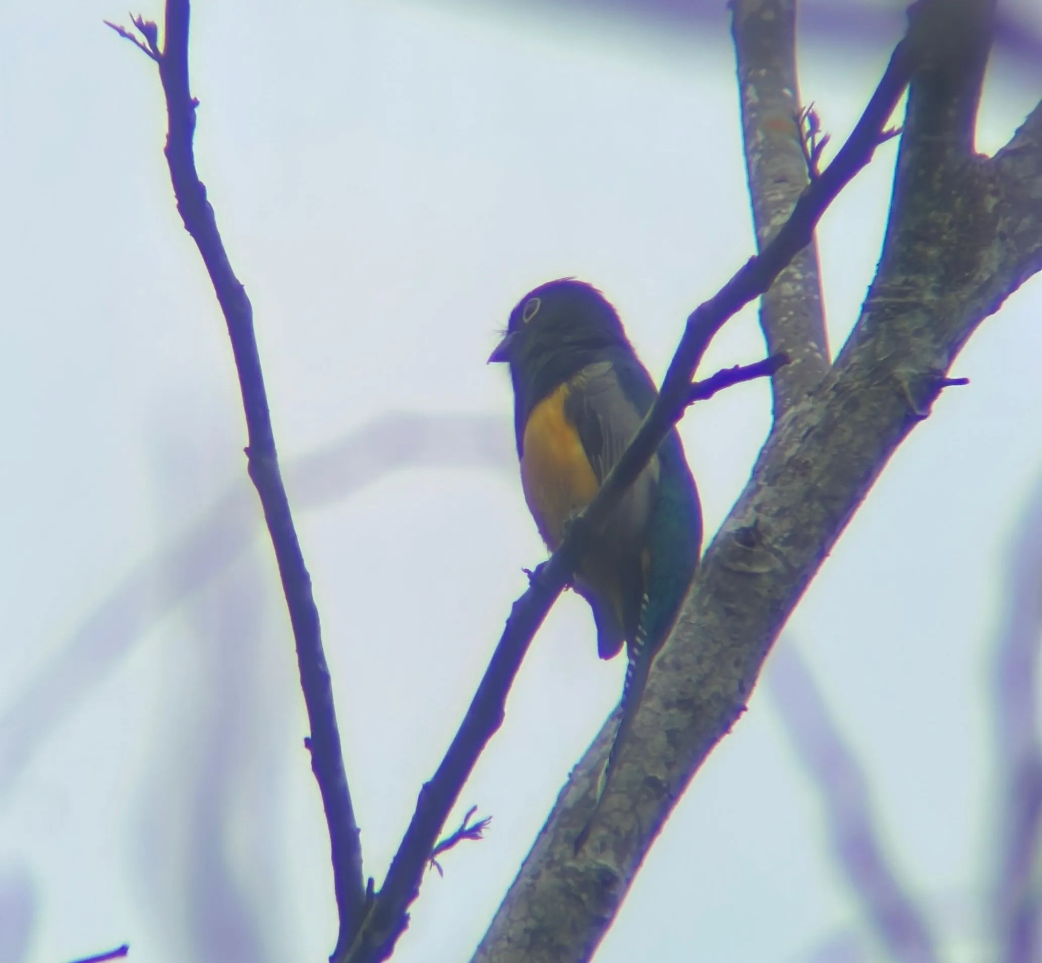 Slaty Tailed Trogon
