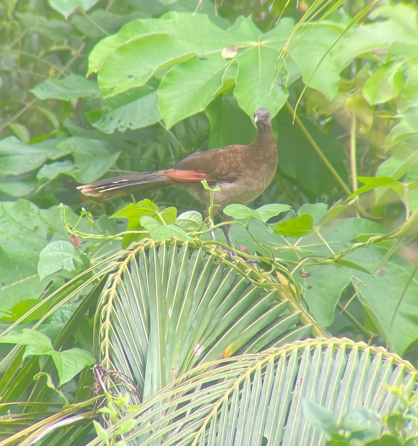 Crax Rubra eating plantains
