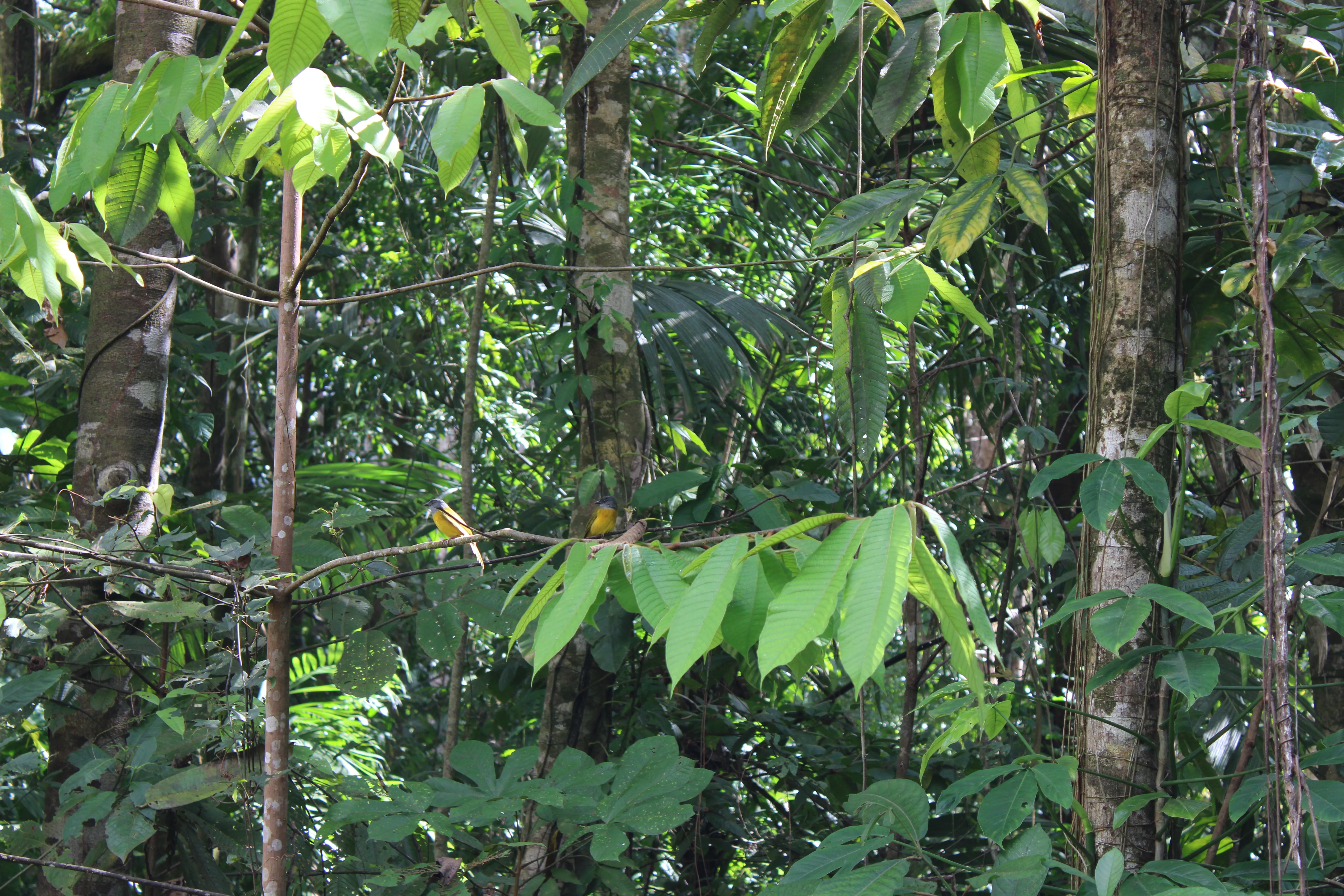gray headed tanager couple as the background image