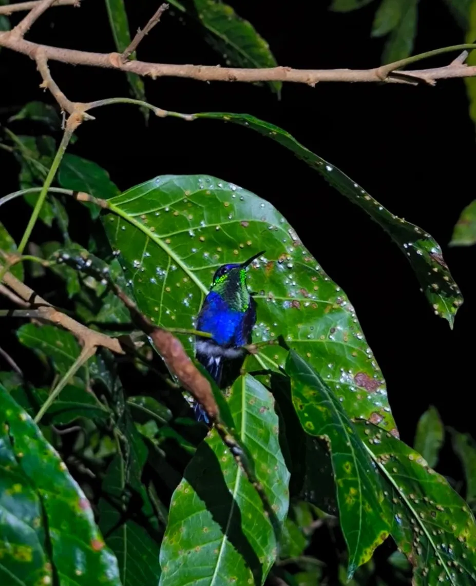 Crowned Woodnymph sleeping