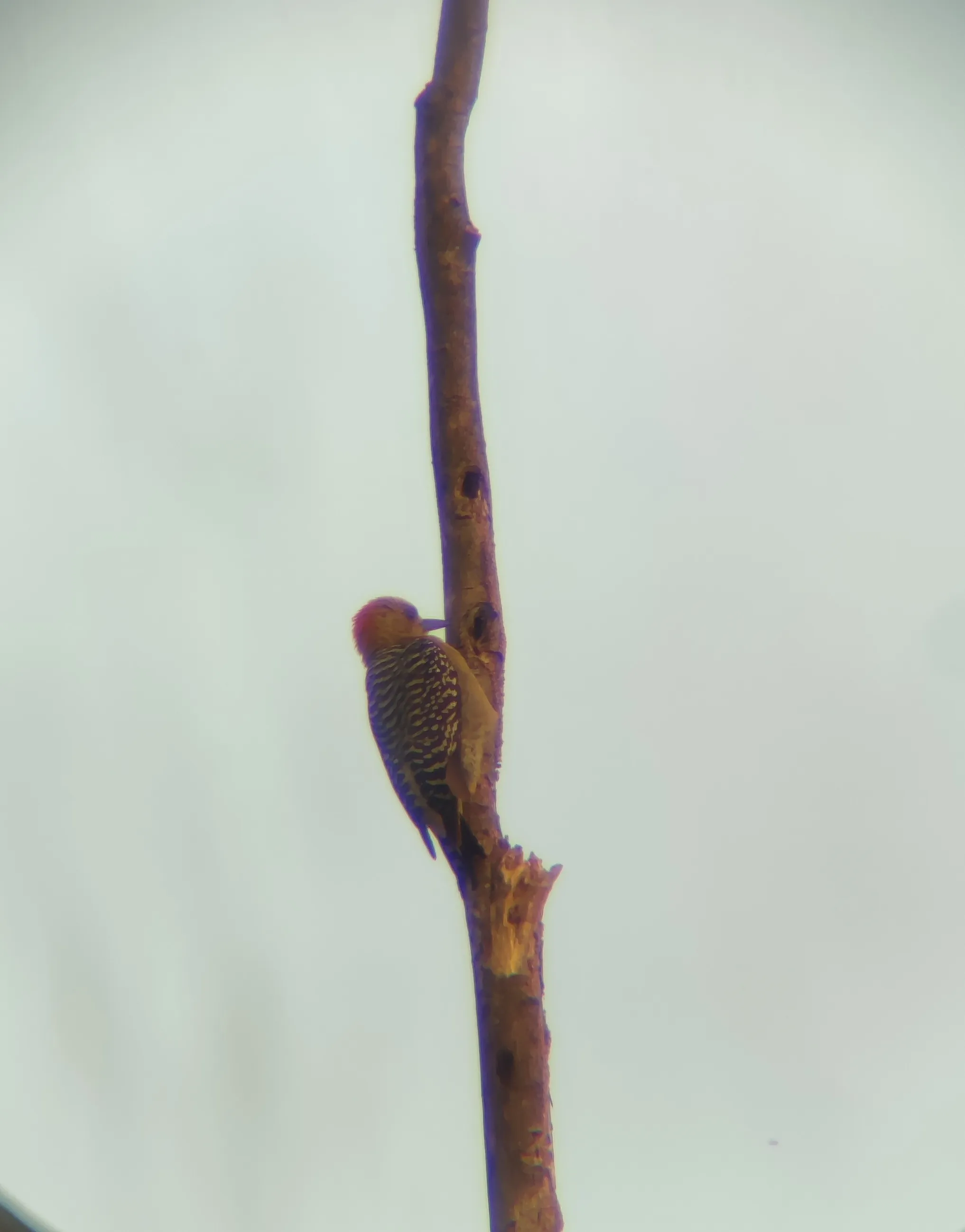 red crowned woodpecker looking for ants on a tree