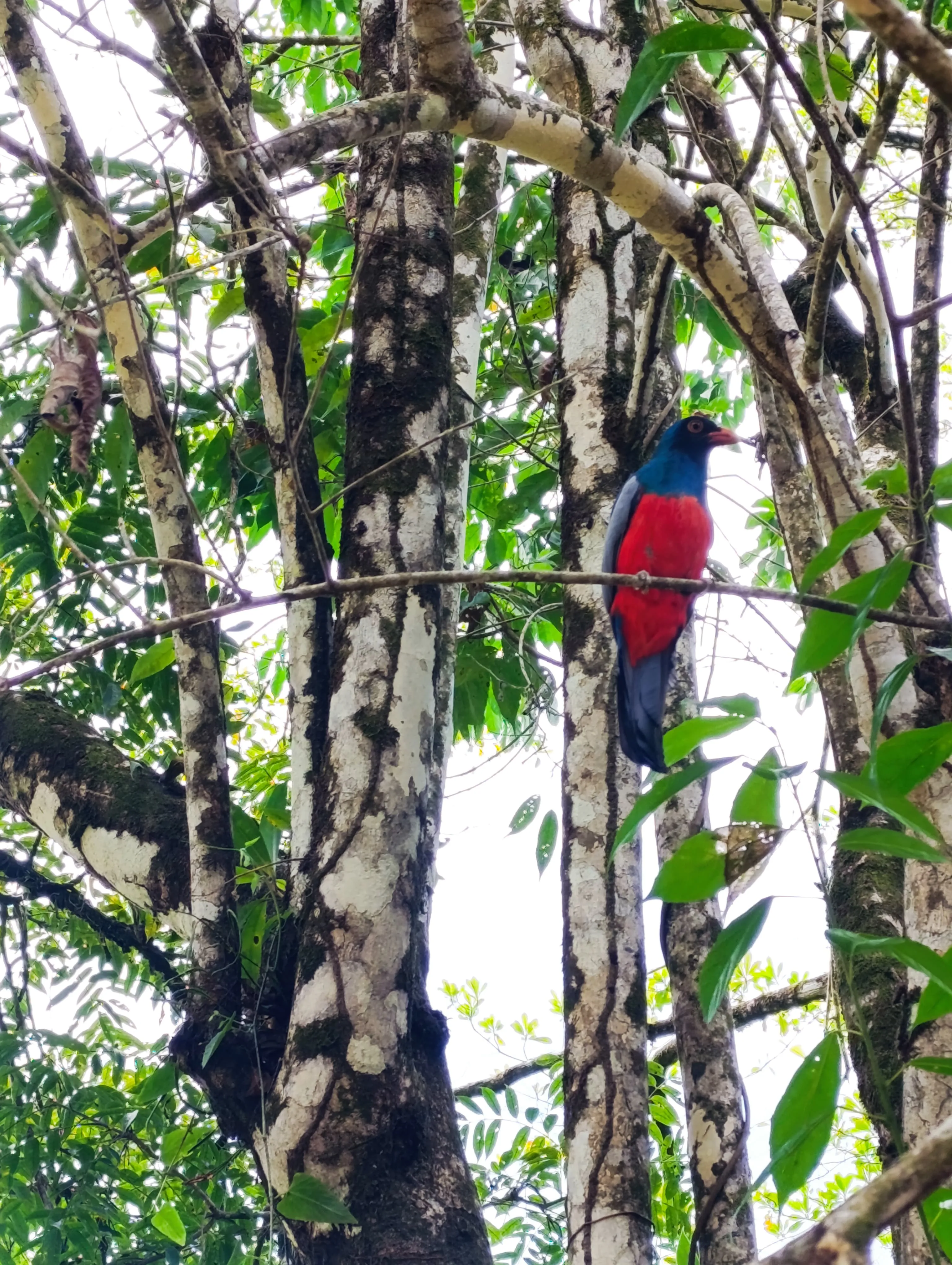 tayra or tolomuco crossing the trail